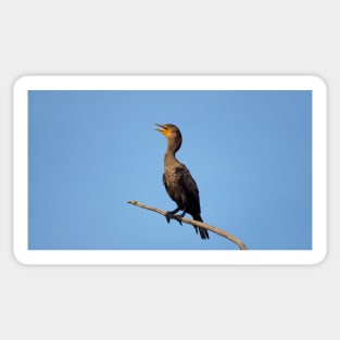 Double-crested Cormorant On a Branch Sticker